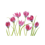Tulip Blush